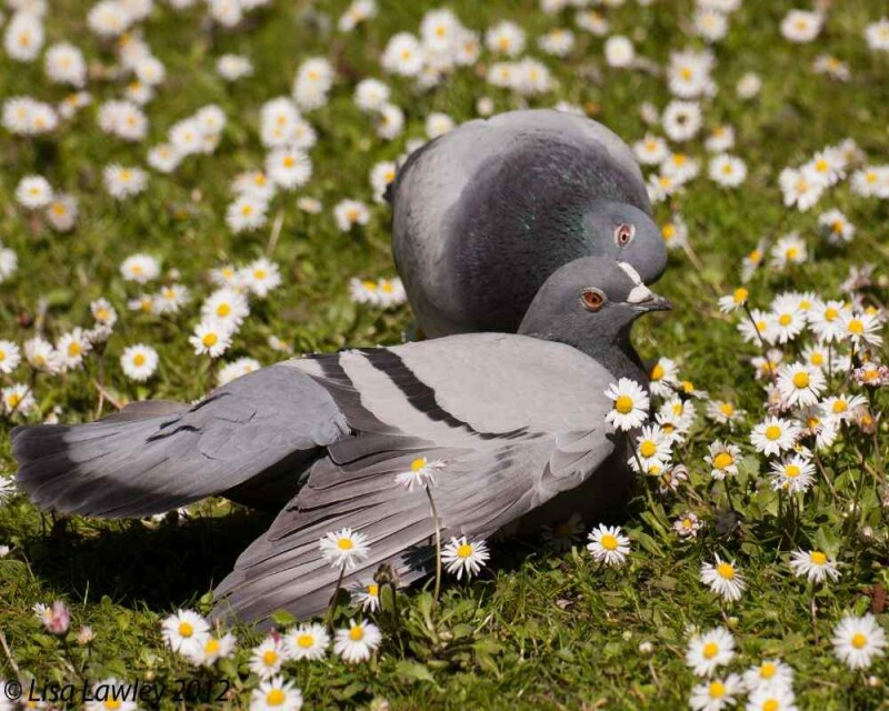 How Long Do Pigeons Eggs Take To Hatch And More Pigeon Faqs