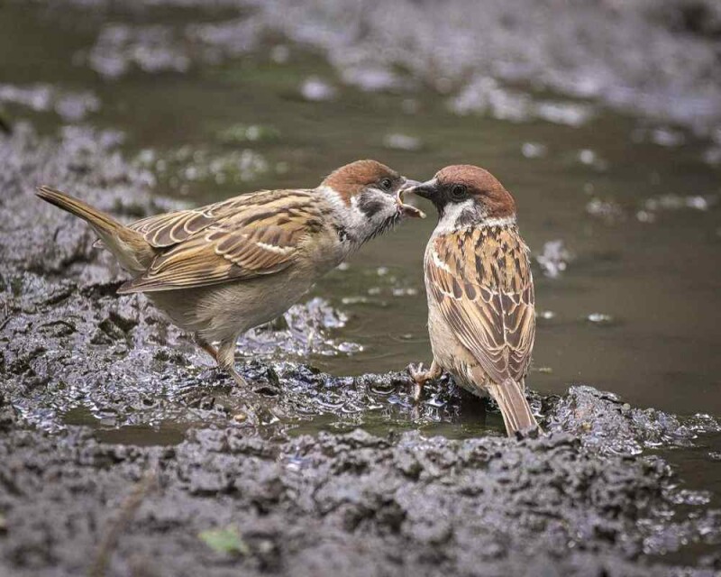 How Long Do Sparrows Live? The Record Is Amazing!