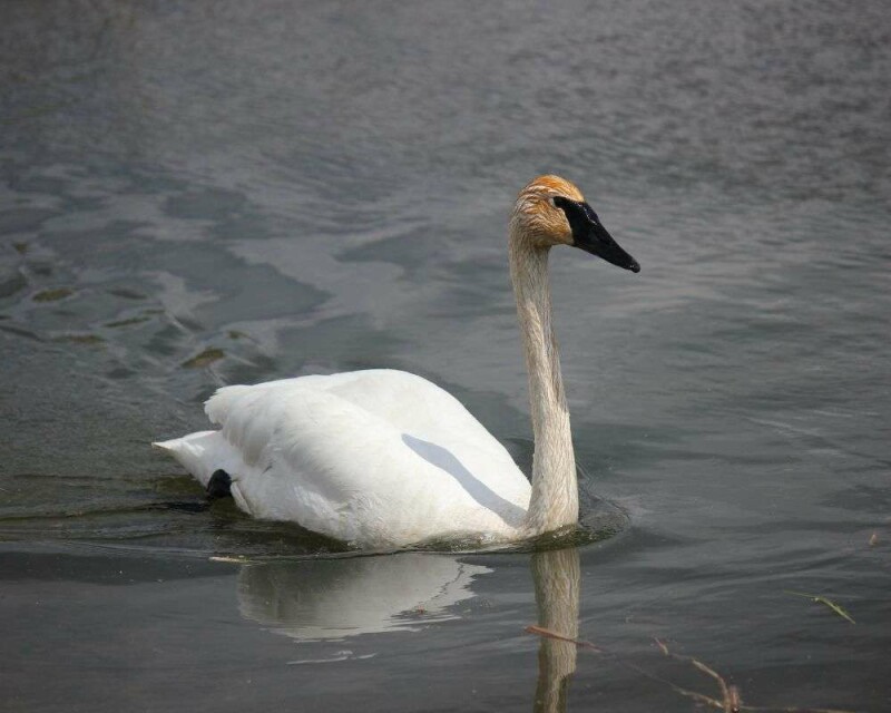 How Long Do Swans Live? Averages And Records!