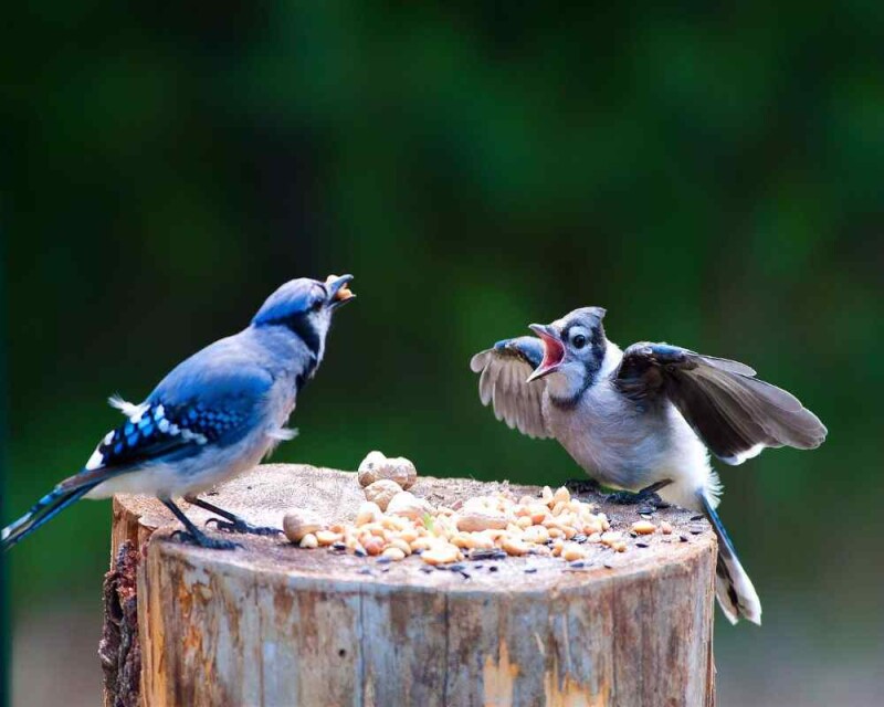 How Long Does a Blue Jay Live? The Record Is Amazing!