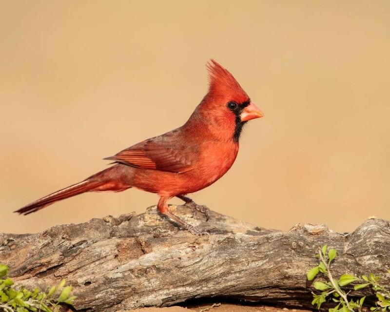 can-you-legally-buy-a-northern-cardinal-for-how-much