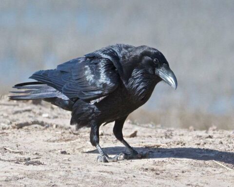 Can You Legally Buy a Crow Or A Raven? How Much Are They?