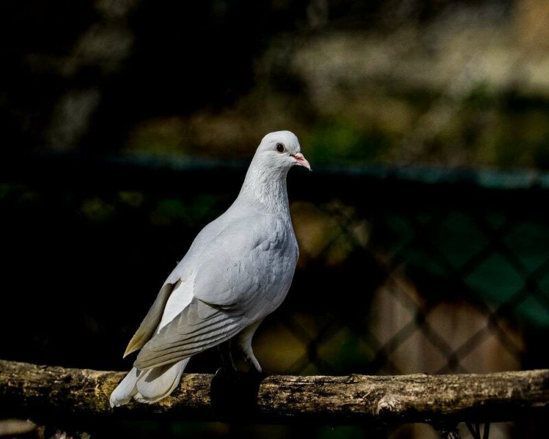 Do Pigeons Make Good Pets? How Much Do They Cost?