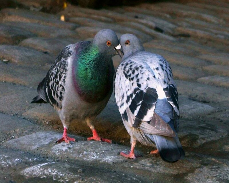 Do Pigeons Make Good Pets? How Much Do They Cost?