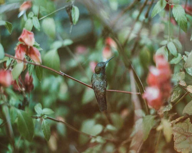 how-often-do-hummingbirds-sleep-you-ll-be-shocked