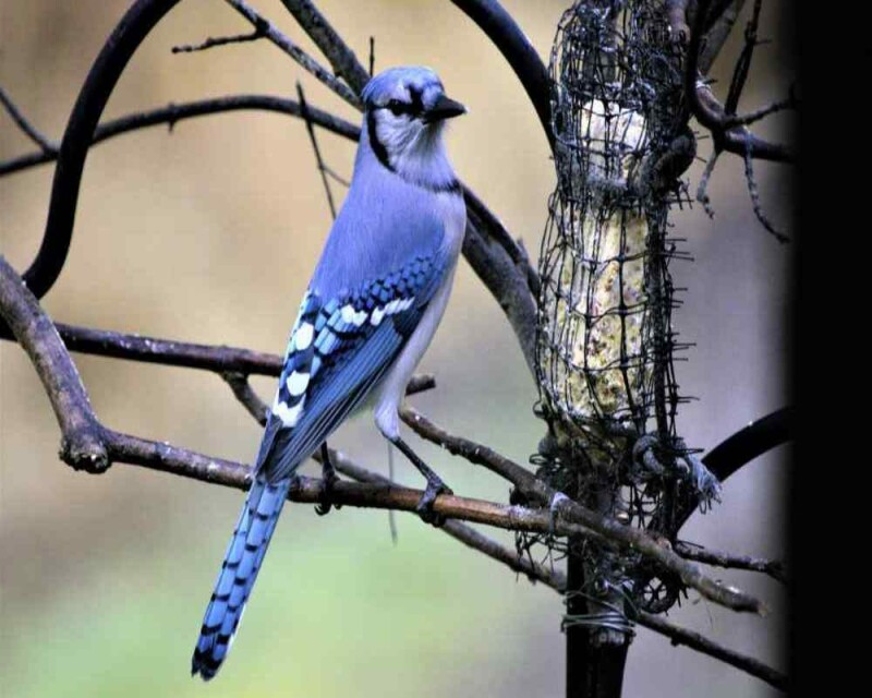 how-often-should-you-refill-your-bird-feeder-ornithologist-gives-advice