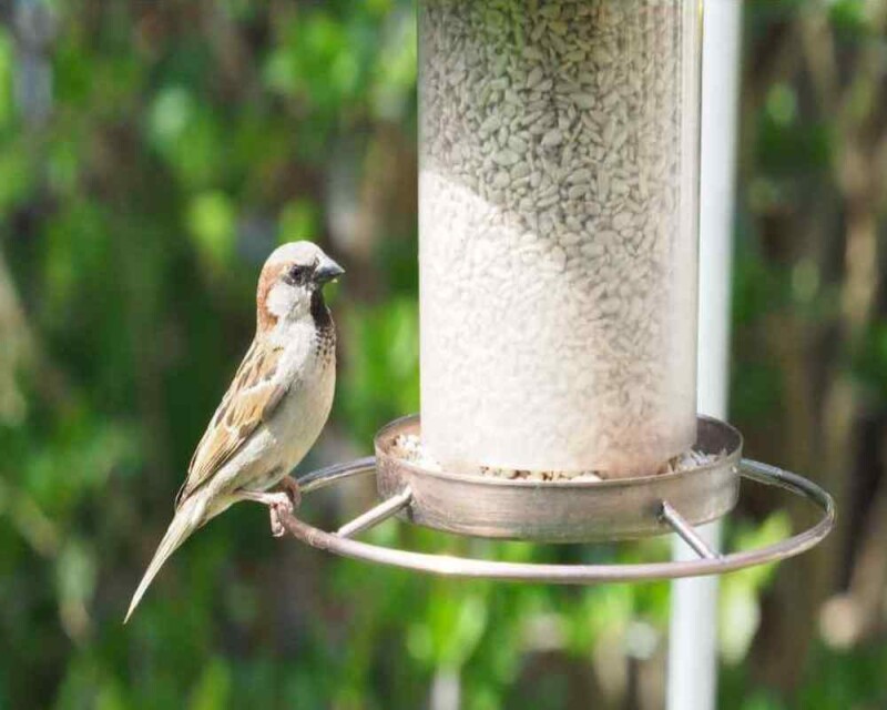 how-often-should-you-refill-your-bird-feeder-ornithologist-gives-advice