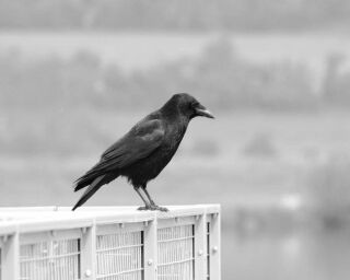 How To Befriend a Crow? It Can Be a Human's Best Friend!