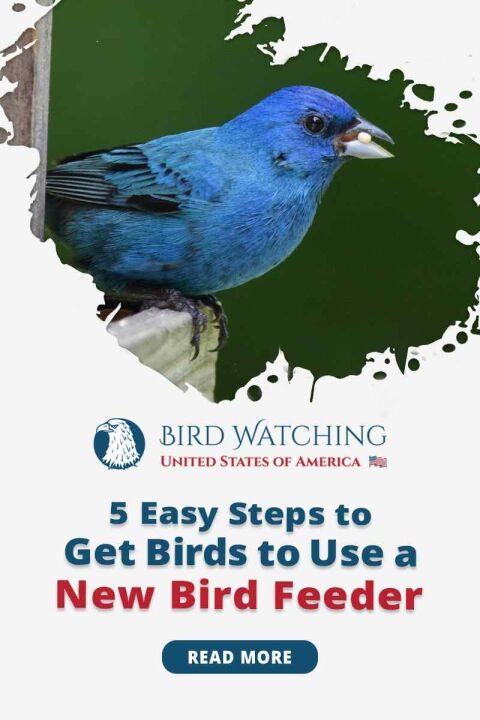 5 Easy Steps to Get Birds to Use a New Bird Feeder And Useful Tips too!