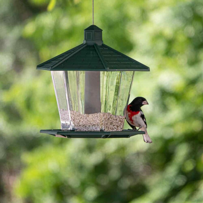 5-easy-steps-to-get-birds-to-use-a-new-bird-feeder-and-useful-tips-too