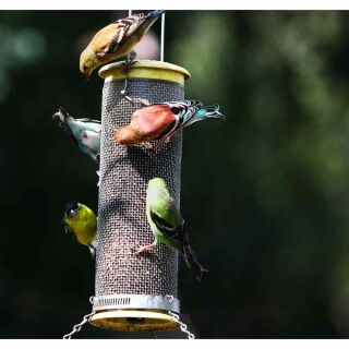 5 Easy Steps to Get Birds to Use a New Bird Feeder And Useful Tips too!