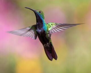 Hummingbird Anatomy - An Easy Guide for Bird Watchers