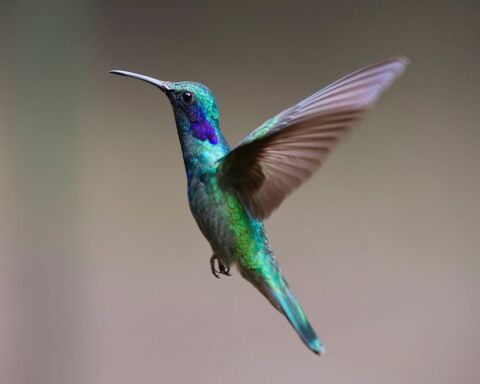 Hummingbird Anatomy - An Easy Guide for Bird Watchers