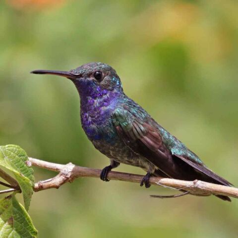 hummingbirds feeder