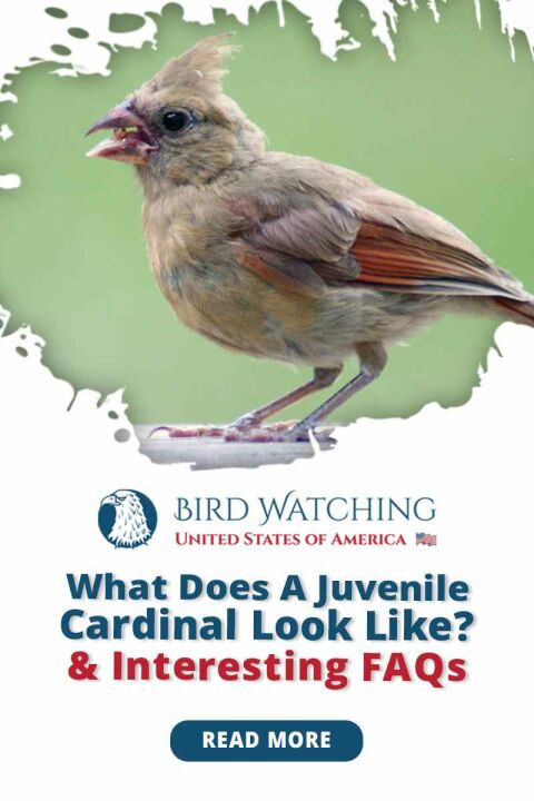 what-does-a-juvenile-cardinal-look-like-interesting-faqs