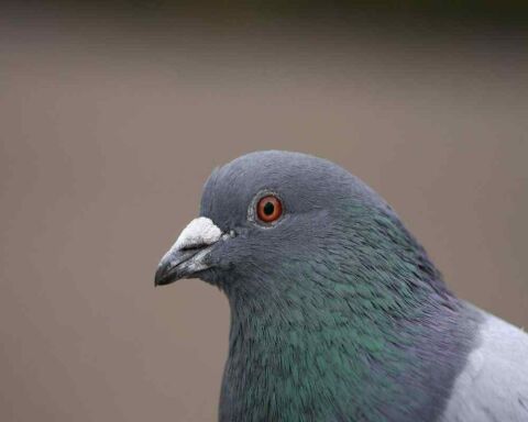 Identify Male and Female Pigeons - 8 Big Differences!