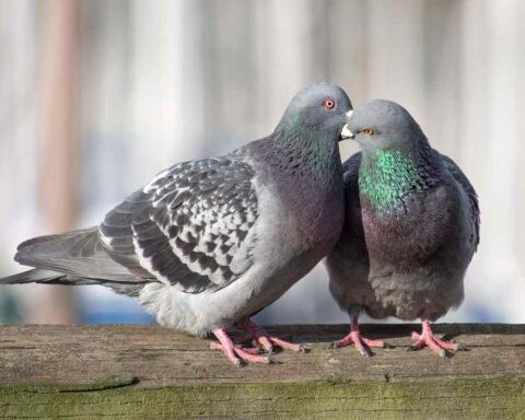 Identify Male And Female Pigeons - 8 Big Differences!