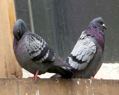 Identify Male and Female Pigeons - 8 Big Differences!