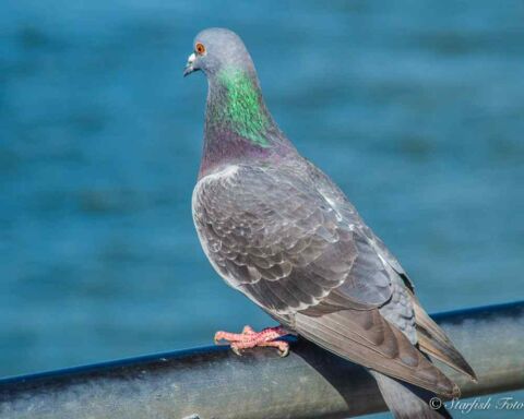 Identify Male And Female Pigeons - 8 Big Differences!