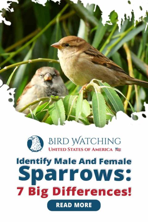 Identify Male And Female Sparrows: 7 Big Differences