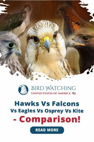 falcon vs eagle who would win