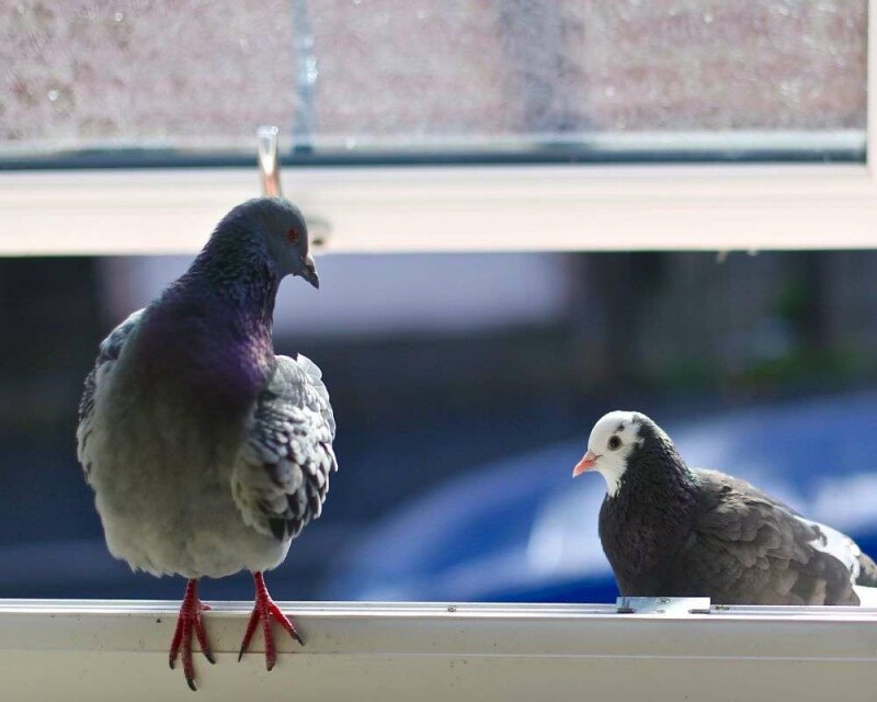 The Pigeon's Spiritual Meaning in 4 Big Cultures