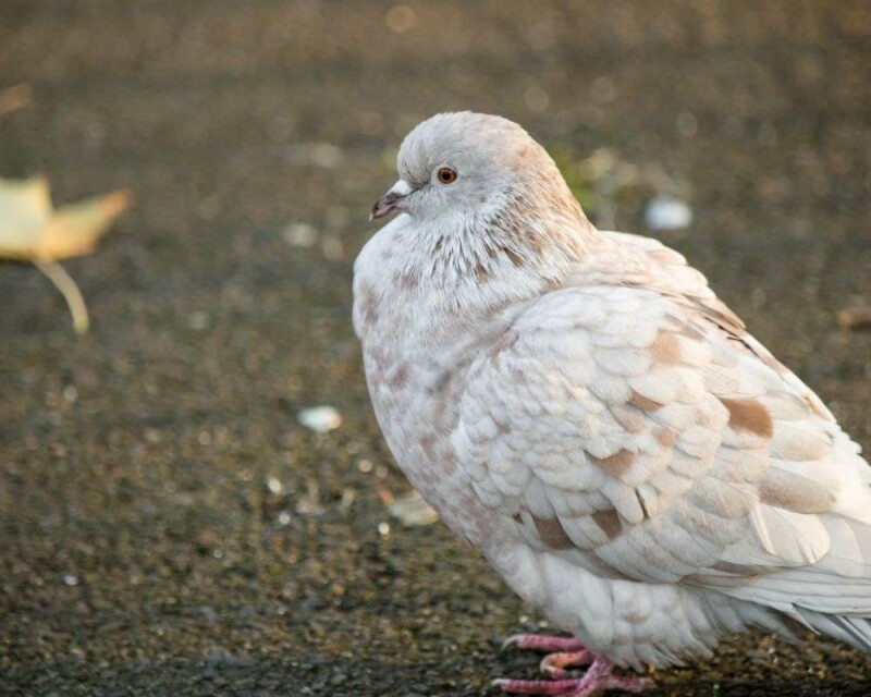 the-pigeon-s-spiritual-meaning-in-4-big-cultures