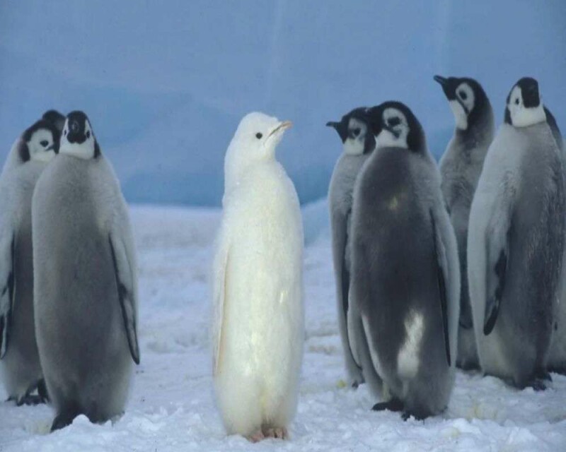 Rare Penguin Alert 7 Most Bizarre Penguins In The World