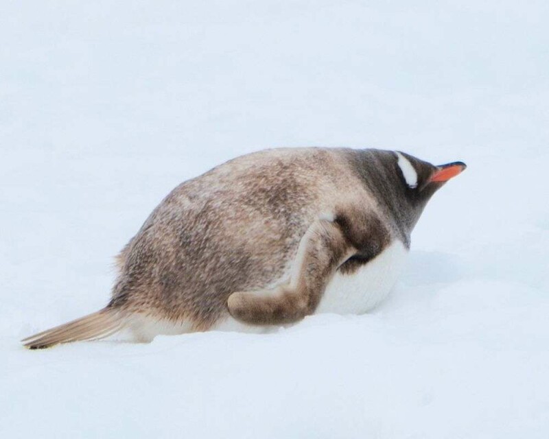 Rare Penguin Alert 7 Most Bizarre Penguins In The World