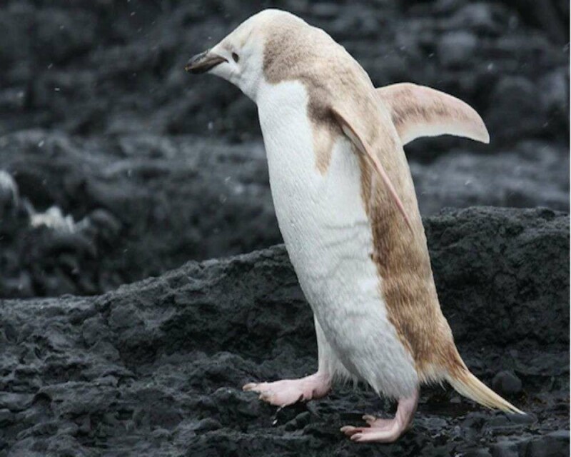 Rare Penguin Alert 7 Most Bizarre Penguins In The World