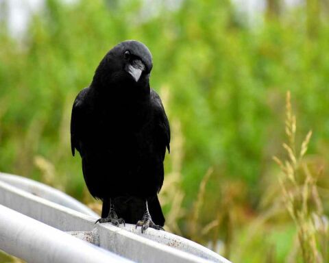 Are Ravens good pets? Is it even legal to keep them? (USA & UK)