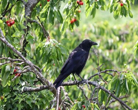 Ravens and Crows Size Comparison [23 Cool Pictures]