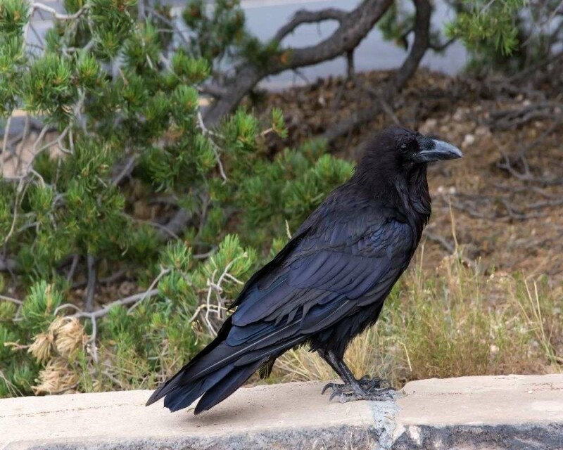 Ravens and Crows Size Comparison [23 Cool Pictures]