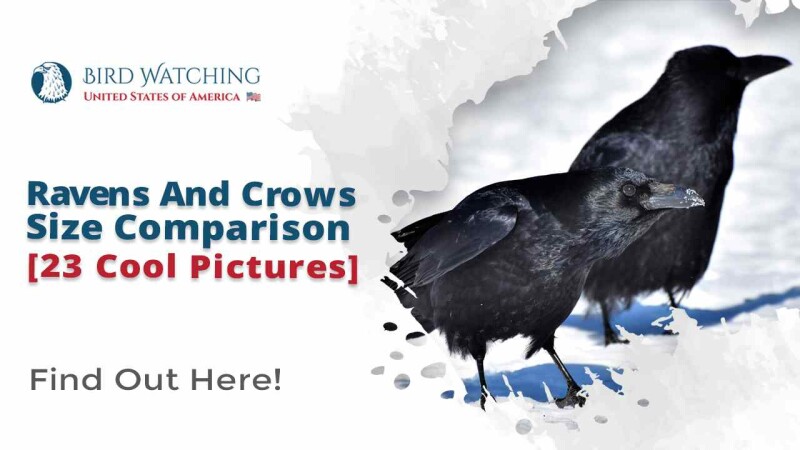 ravens-and-crows-size-comparison-23-cool-pictures