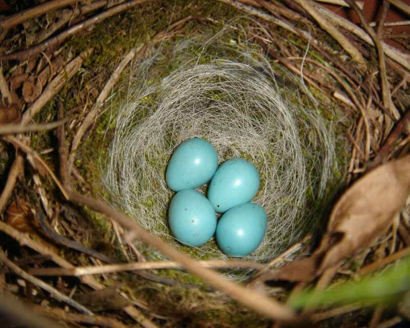 sparrow-control-bermuda-bluebird-society