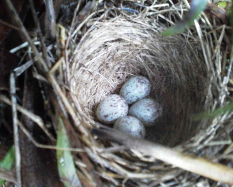 sparrow eggs