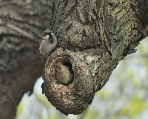 Sparrow Nests: Where To Find Them, What They Look Like & More