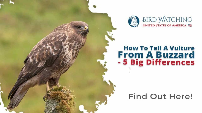 How To Tell a Vulture from A Buzzard? 8 Big Differences!