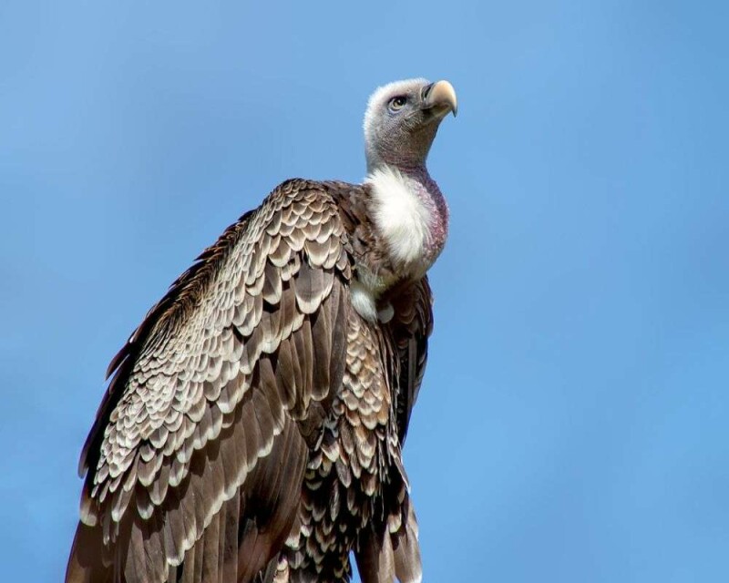 how-powerful-is-vulture-smell-exactly-compared-to-humans