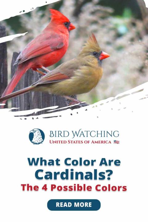 what-color-are-cardinals-the-4-possible-colors