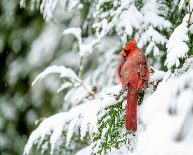 what-color-are-cardinals-the-4-possible-colors