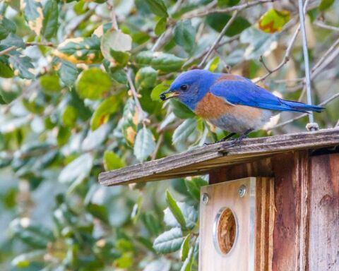 What Do Baby Bluebirds Eat? How to Take Care of Baby Bluebirds