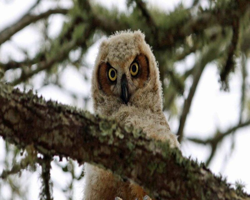 how-do-baby-owls-sleep