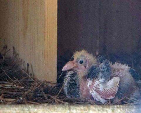 What Do Baby Pigeons Eat? How To Take Care of a Baby Pigeon