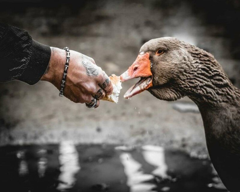 the-7-shocking-things-ducks-eat-in-the-wild-and-other-stuff