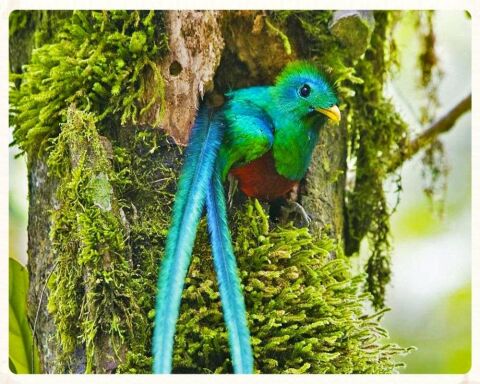 What do Quetzals Eat? It's Disgusting, but it Works for Them!