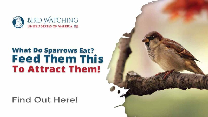 What do Sparrows Eat? Feed Them This to Attract Them!