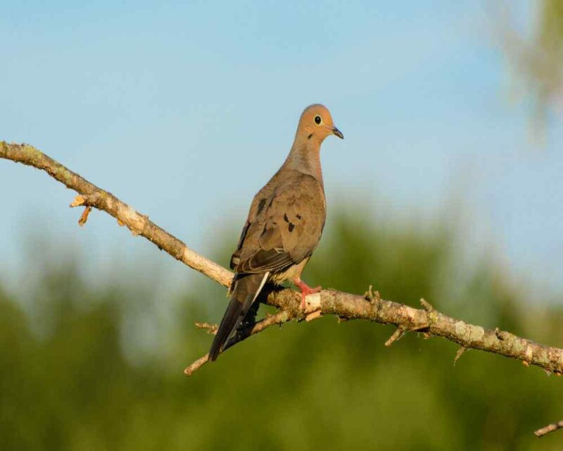 What Does Dove Taste Like? Real-Life Experience!