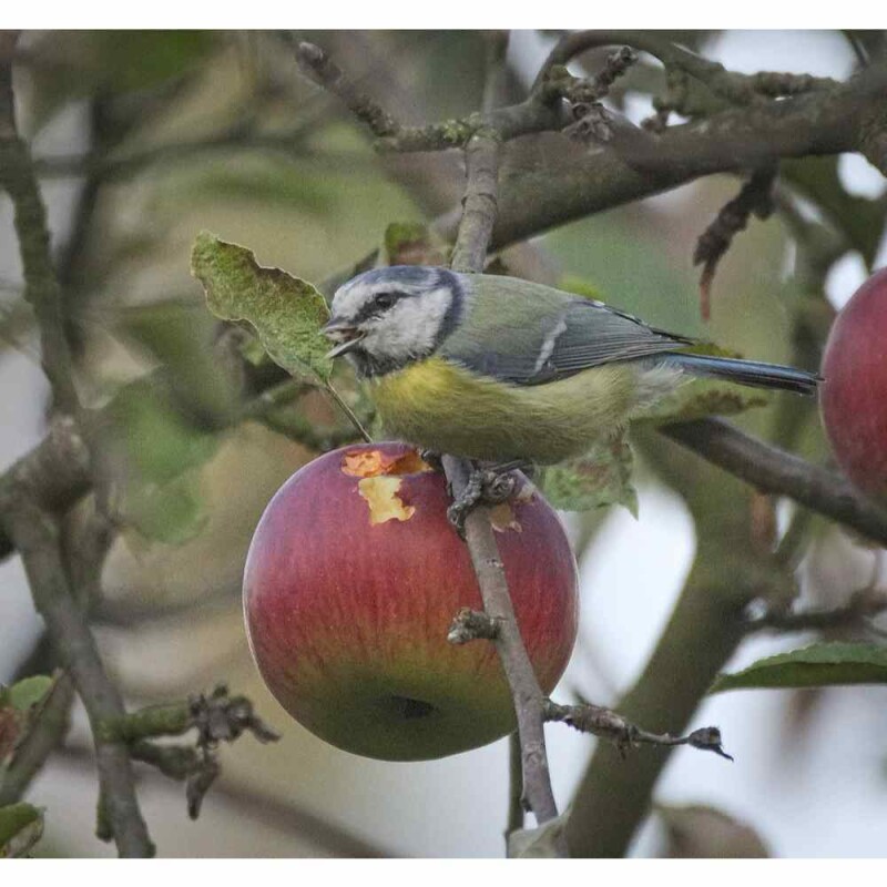 Что такое com apple bird