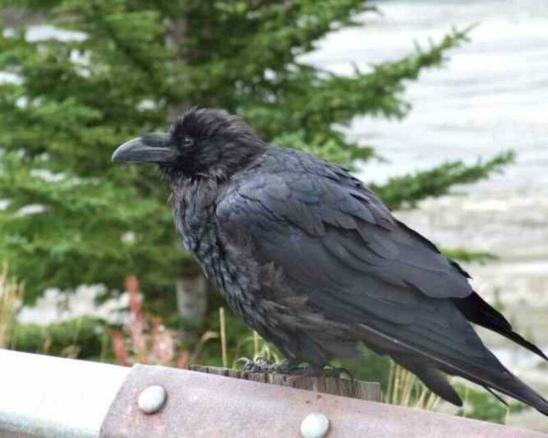 What Is A Group Of Ravens Called And 16 Remarkable Facts